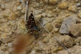 Red Underwing Skipper - Spialia sertorius