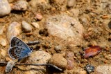 Idas Blue - Plebejus idas