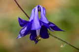 Pyrenean Columbine - Aquilegia pyrenaica