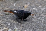Adult male Black Redstart - Phoenicurus ochruros gibraltariensis - Colirojo tizon - Cotxa fumada