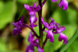 Early Purple orchid - Orchis masculata