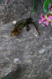 Palmated Newt male