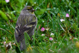 Female Citril Finch - Carduelis citrinella - Verdecillo serrano - Llucareta