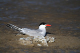 Common Tern - Sterna hirundo - Xatrac com - Charran comun nidificando en el delta del Ebro dentro de la Punta del Fangar