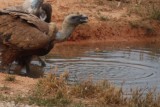 Griffon vulture in Ports - Gyps fulvus - Buitre leonado - Voltor com