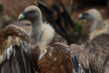 Griffon vulture in Ports - Gyps fulvus - Buitre leonado - Voltor com