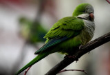 Monk Parakeet - Myopsipita monachus