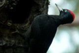 Black Woodpecker - Dryocopus martius - Pito Negro - Picot Negre