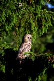 Great Grey Owl - Strix nevulosa - Gamarús de Lapònia - Carabo Lapón