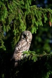 Great Grey Owl - Strix nevulosa - Gamars de Lapnia - Carabo Lapn