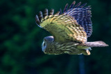 Great Grey Owl - Strix nevulosa - Gamars de Lapnia - Carabo Lapn