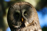 Great Grey Owl - Strix nevulosa - Gamars de Lapnia - Carabo Lapn