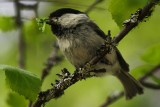 Parus montanus