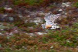 dottorel