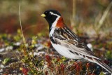 longspur