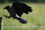 Hooded crow - Corvus cornis - Corneja cenicienta - Cornella emmantellada