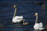 Mute swans - Cygnus olor - Cisne comun - Cigne mut