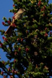 Siberian jay - Persiforius infaustus - Arrendajo funesto - Gaig siberia