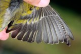 Citril finch - Carduelis citrinella - Verdern serrano - Llucareta - Venturon Montagnard