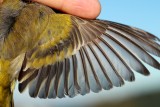 Citril finch - Carduelis citrinella - Verdern serrano - Llucareta - Venturon Montagnard