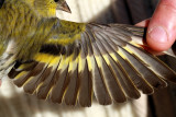 Siskin - Carduelis spinus - Lgano - Lluer - Tarin des aulnes