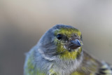 Citril finch - Carduelis citrinella - Verdern serrano - Llucareta - Venturon Montagnard