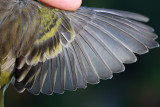 Citril finch - Carduelis citrinella - Verdern serrano - Llucareta - Venturon Montagnard