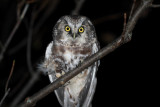 Tengmaln's Owl - Aegolius funereus - Lechuza de Tengmalm - Mussol Pirinenc - Miloca - Chouette de Tegmalm - Raufusskauz