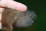 Winter Wren - Troglodytes troglodytes - Chochín - Cargolet - Troglodyte mignon - Zaunkönig