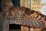 Long-eared Owl - Asio otus - Mussol Banyut - Buho chico - Hibou moyen-duc