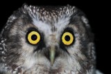 Tengmalns Owl - Aegolius funereus - Lechuza de Tengmalm - Mussol Pirinenc - Miloca - Chouette de Tegmalm - Raufusskauz