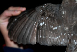 Tengmalns Owl - Aegolius funereus - Lechuza de Tengmalm - Mussol Pirinenc - Miloca - Chouette de Tegmalm - Raufusskauz