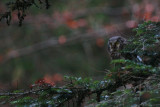 Tengmalns Owl - Aegolius funereus - Lechuza de Tengmalm - Mussol Pirinenc - Miloca - Chouette de Tegmalm - Raufusskauz
