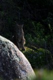 Pardel Lynx or Iberian Lynx - Lynx pardinus - Lince Ibrico - Linx ibric