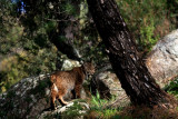 Pardel Lynx or Iberian Lynx - Lynx pardinus - Lince Ibérico - Linx ibèric