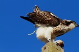 Osprey shiting - don't look!! - Pandiona haliaetus - Águila pescadora - Àguila peixatera