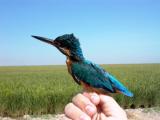 Kingfisher - Alcedo Atthis - Isfugl - Martin pescador - Blauet