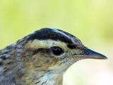 Aquatic Warbler - Acrocephalus paludicola - Vandsanger - Boscarla d'aigua