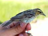 Aquatic Warbler - Acrocephalus paludicola - Vandsanger - Carricerin cejudo - Boscarla daigua