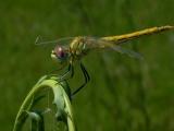 Dragonfly - Guldsmed - Libelula