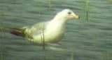 Ring-billed Gull - Larus delawarensis - Ebro Delta (Catalonia) - 30th of June 2005