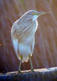 Squacco Heron - Ardeola ralloides - Gracilla cangrejera - Martinet Ros - Tophejre