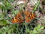 Knapweed Fritillary - Meliotaea phoebe