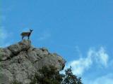 Spanish Ibex and Plane - Cabra hispanica - Cabra Monts - Cabra Salvatge