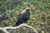 Adult Spanish Imperial Eagle - Aquila adalberti - Aguila Imperial Ibrica - guila Imperial Ibrica