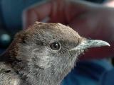 Black wheatear - Oenanthe leucura - Collalba negra - Colit negre - Srgestenpikker