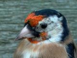 Goldfinch male and female- Carduelis carduelis - Jilguero macho y hembra- Cadernera mascle i femella