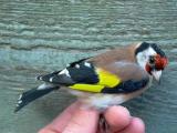 Goldfinch male- Carduelis carduelis - Jilguero macho  -  Cadernera mascle