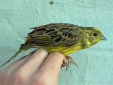 Yellowhammer - Emberiza citrinella - Escribano cerillo  - Verderola