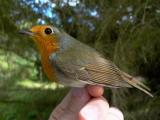 Robin - Erithacus rubecula - Petirojo - Pit-roig